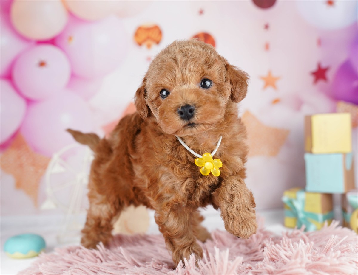 トイ・プードル | 男の子 | レッド | 2026年2月9日