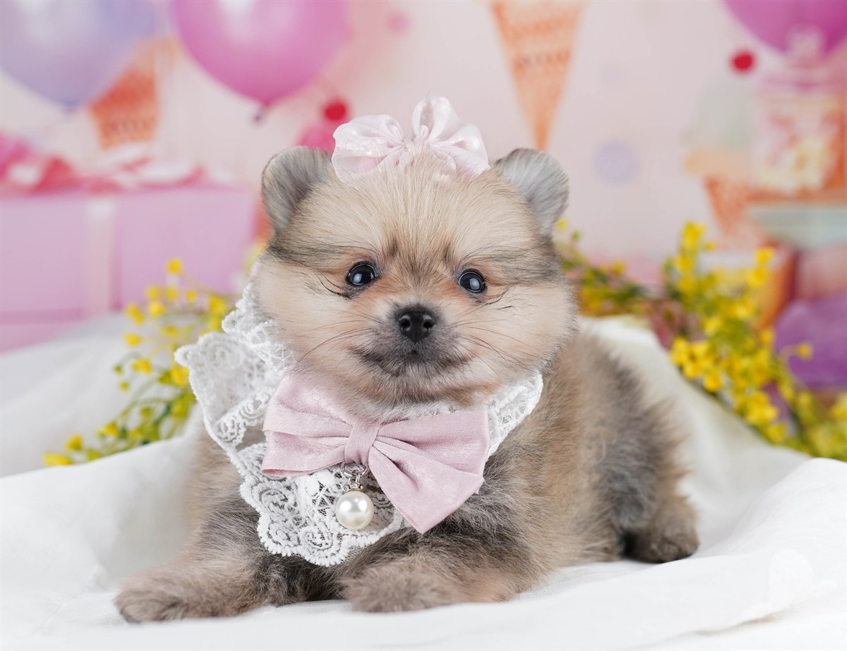 ポメラニアン | 男の子 | クリームセーブル | 2026年2月10日