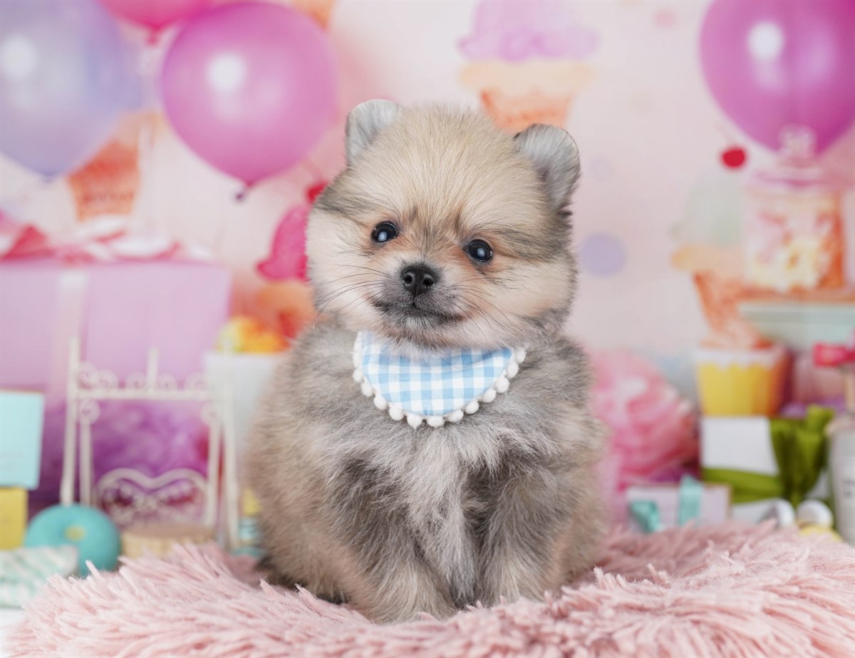 ポメラニアン | 男の子 | クリームセーブル | 2026年2月10日
