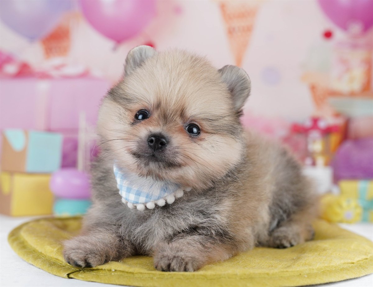 ポメラニアン | 男の子 | クリームセーブル | 2026年2月10日