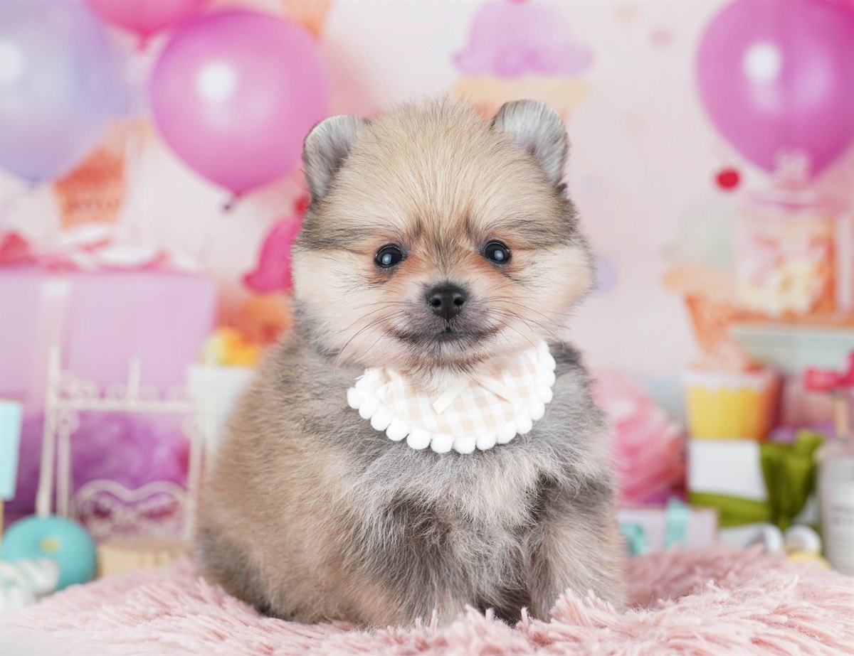 ポメラニアン | 男の子 | クリームセーブル | 2026年2月10日