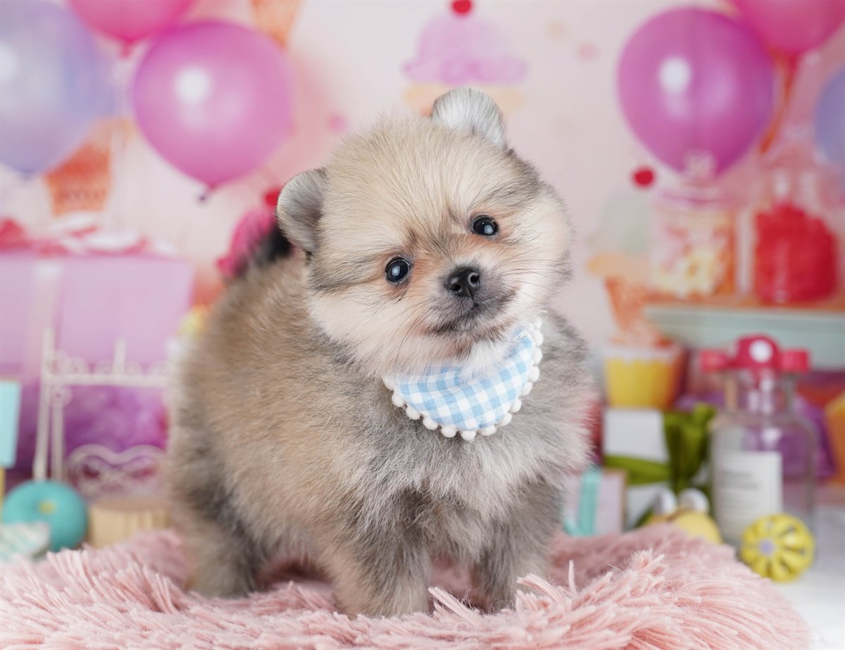 ポメラニアン | 男の子 | クリームセーブル | 2026年2月10日