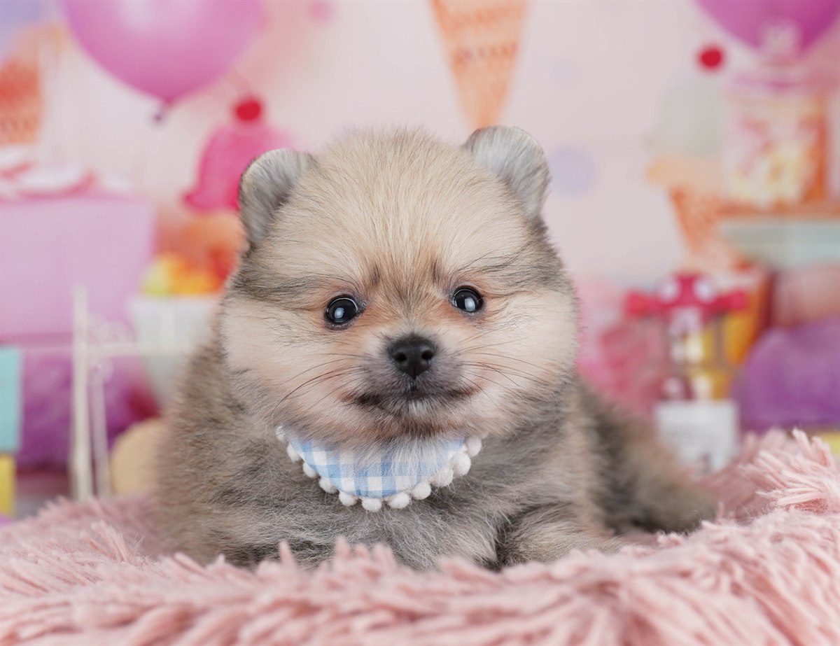 ポメラニアン | 男の子 | クリームセーブル | 2026年2月10日