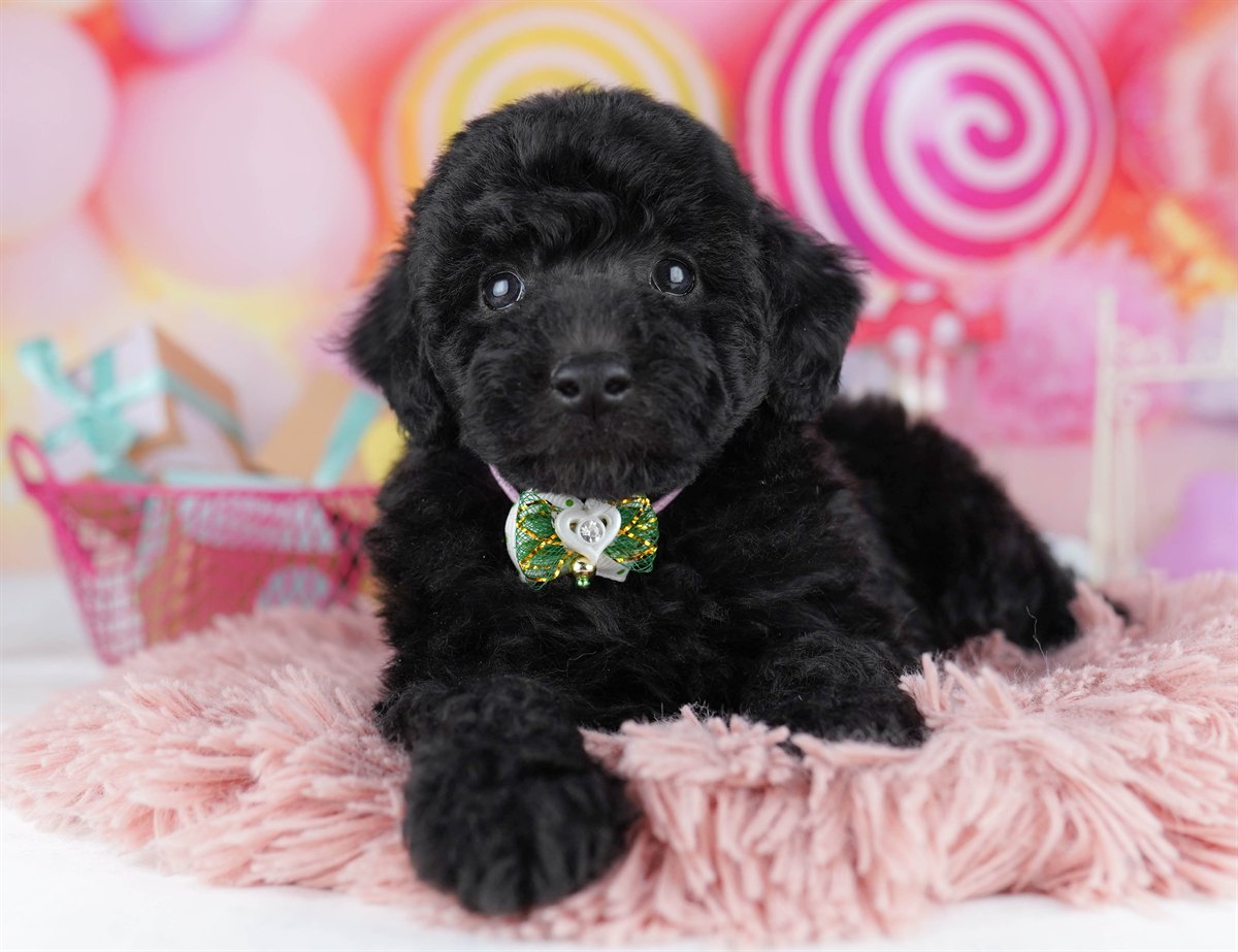 トイ・プードル | 男の子 | ブラック | 2026年2月11日