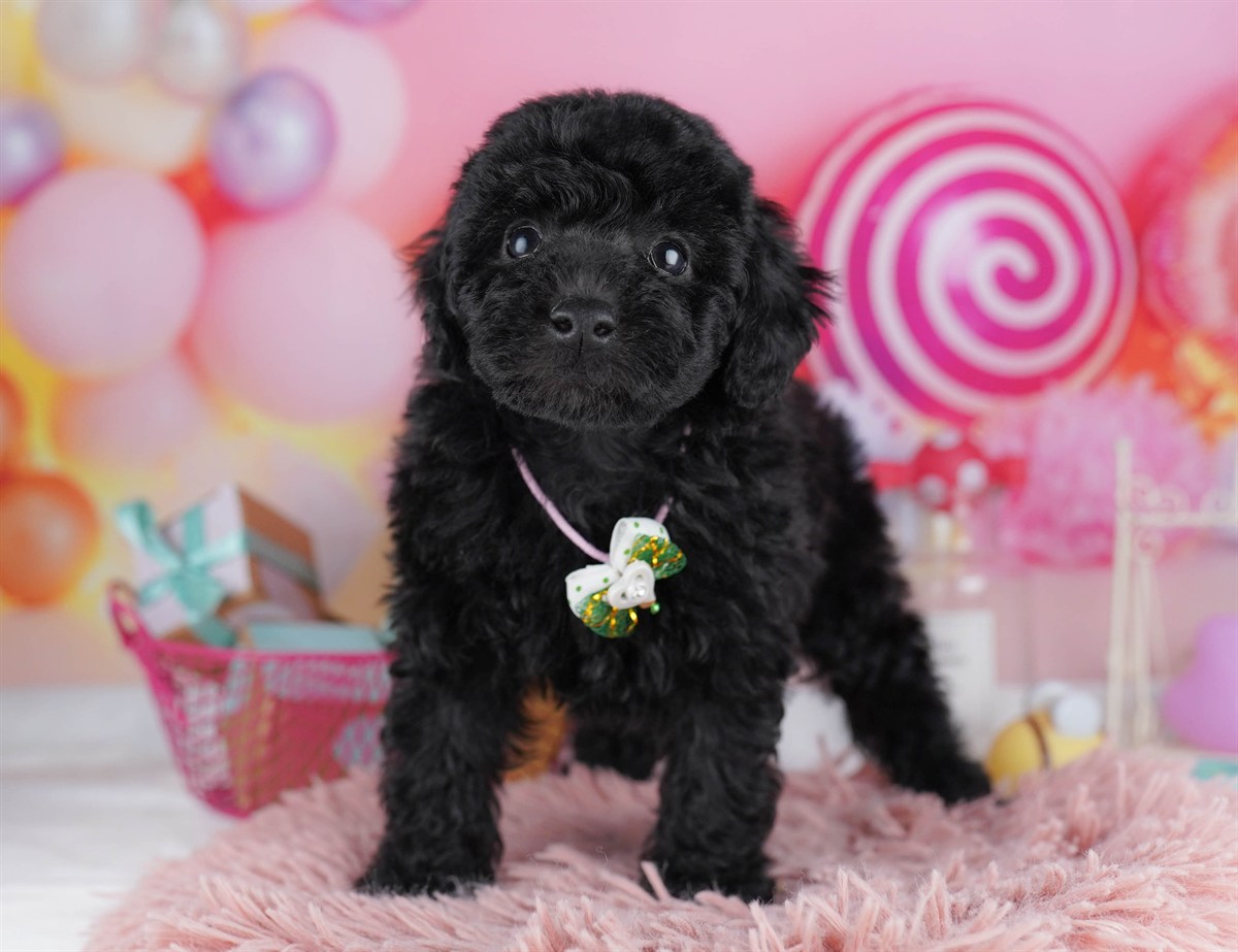 トイ・プードル | 男の子 | ブラック | 2026年2月11日