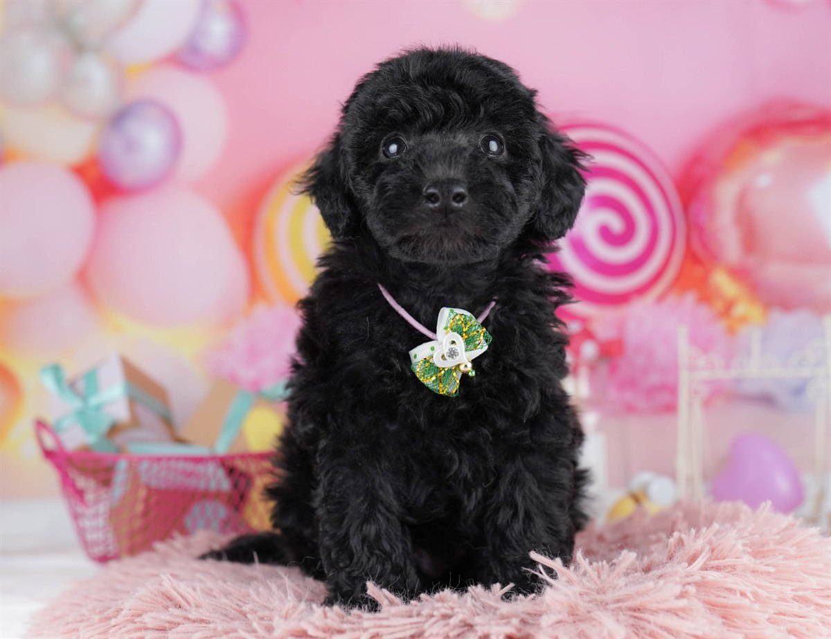 トイ・プードル | 男の子 | ブラック | 2026年2月11日