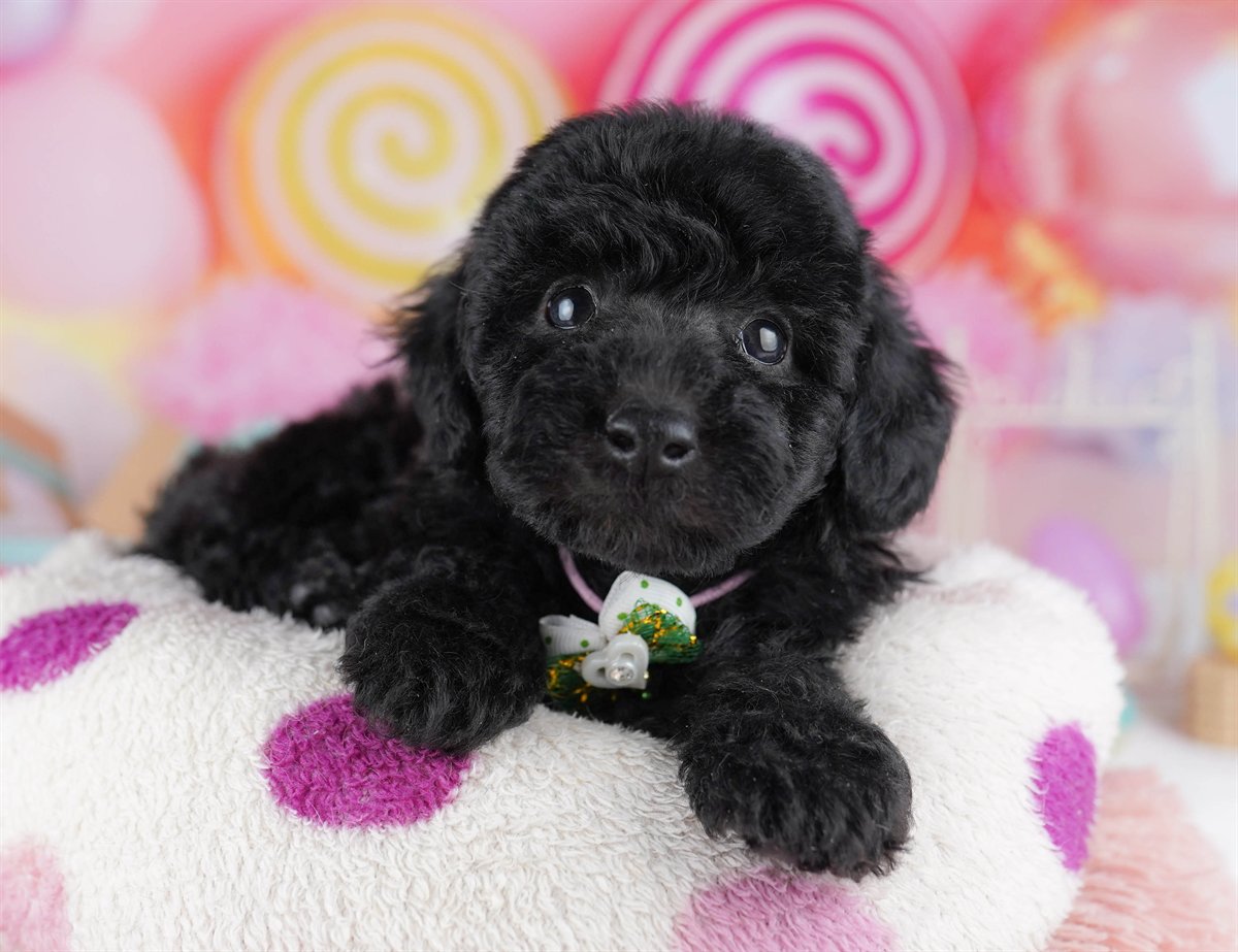 トイ・プードル | 男の子 | ブラック | 2026年2月11日