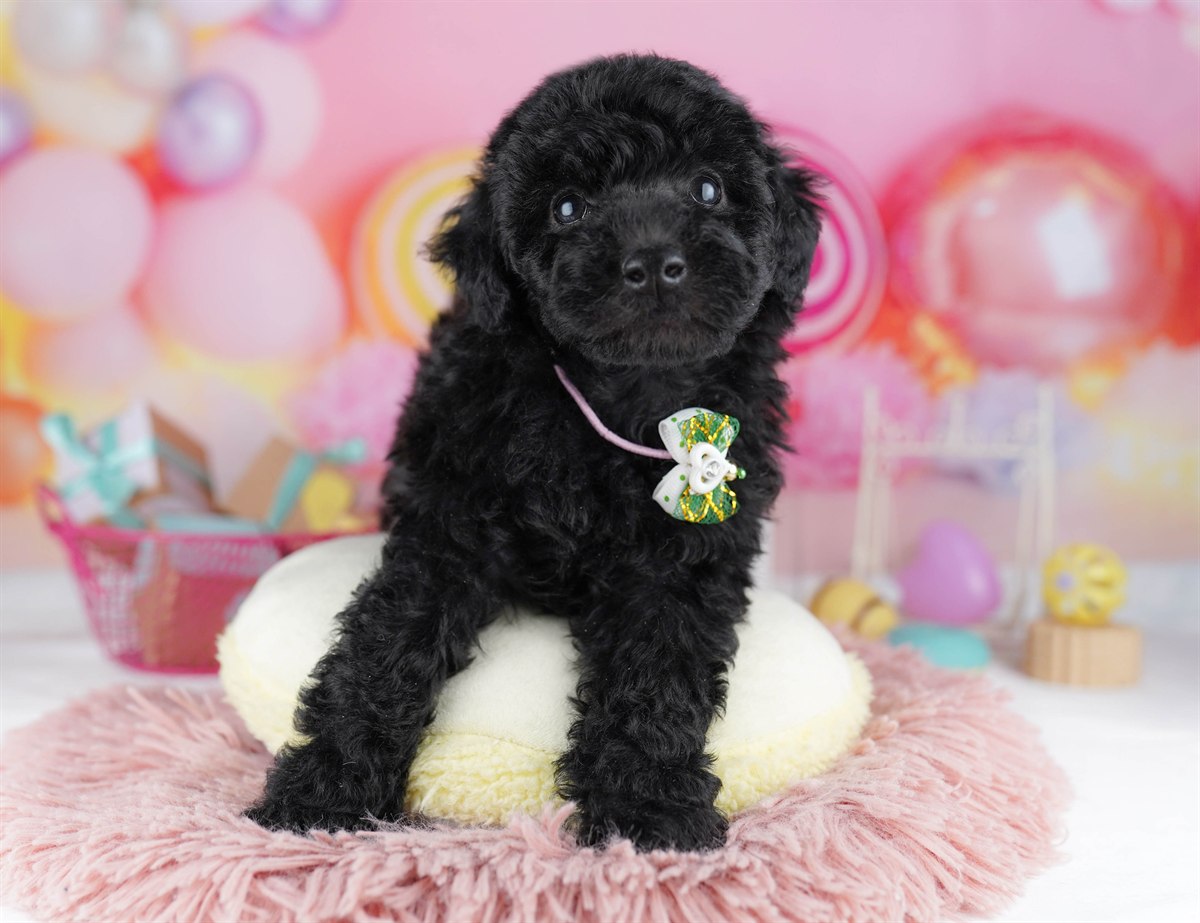 トイ・プードル | 男の子 | ブラック | 2026年2月11日