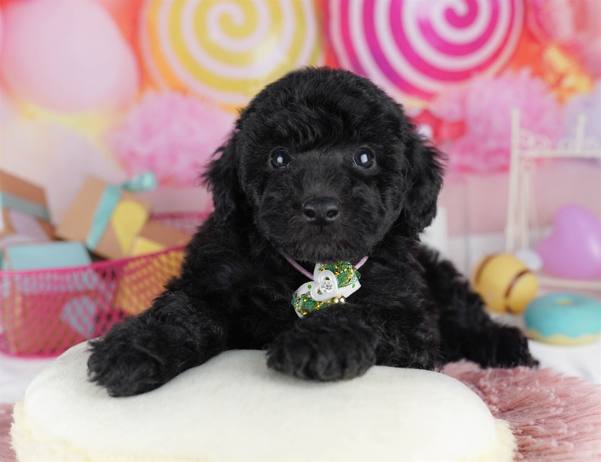 トイ・プードル | 男の子 | ブラック | 2026年2月11日