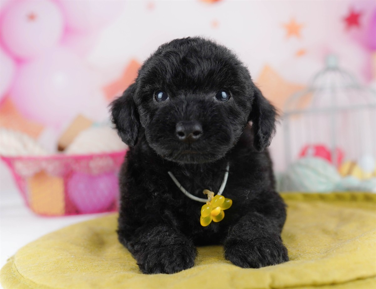 トイ・プードル | 男の子 | ブラック | 2026年2月11日