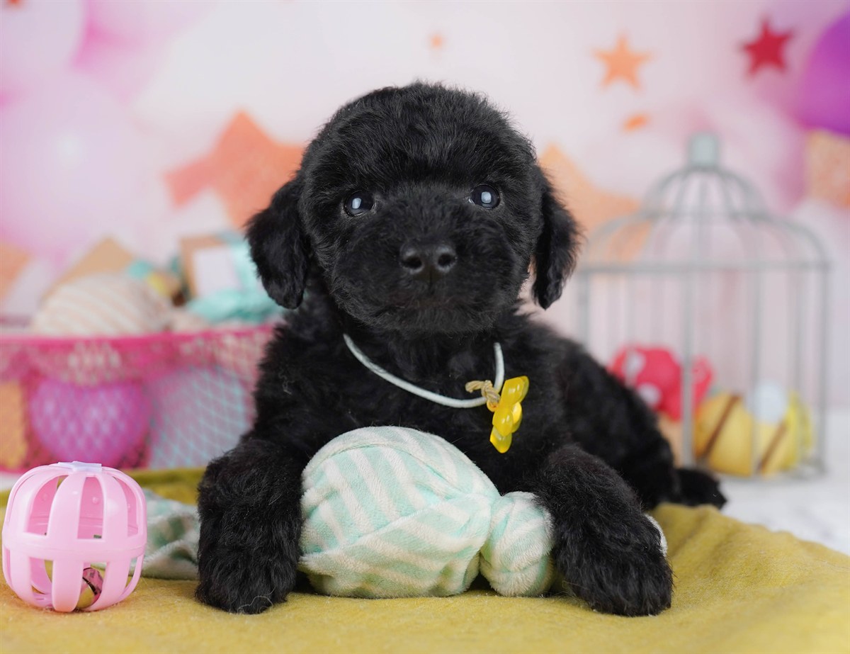 トイ・プードル | 男の子 | ブラック | 2026年2月11日