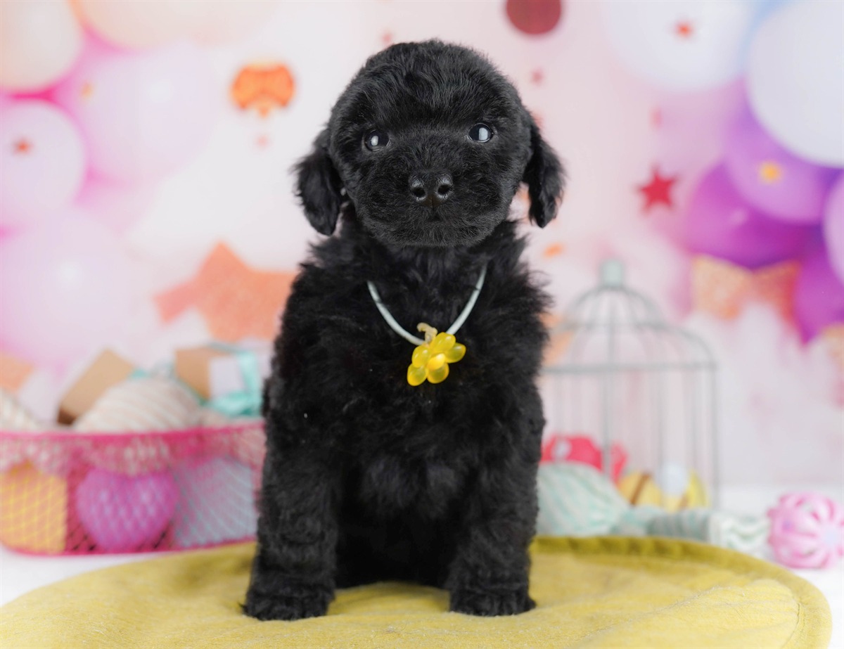 トイ・プードル | 男の子 | ブラック | 2026年2月11日