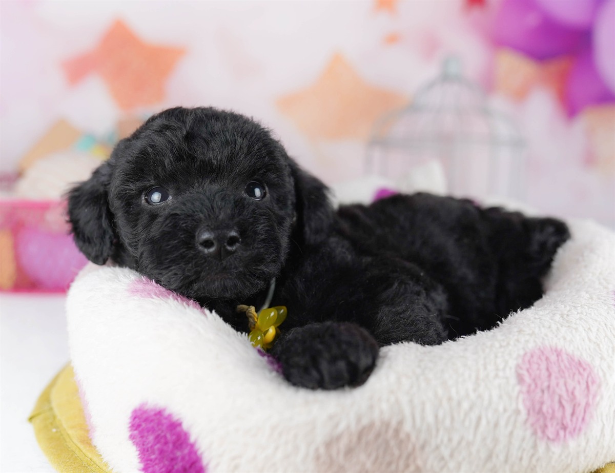 トイ・プードル | 男の子 | ブラック | 2026年2月11日