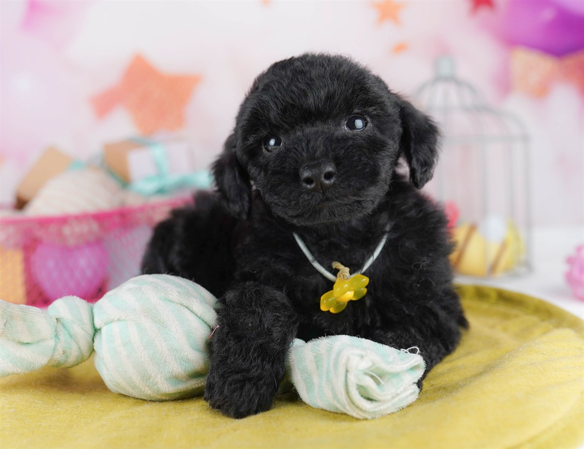 トイ・プードル | 男の子 | ブラック | 2026年2月11日