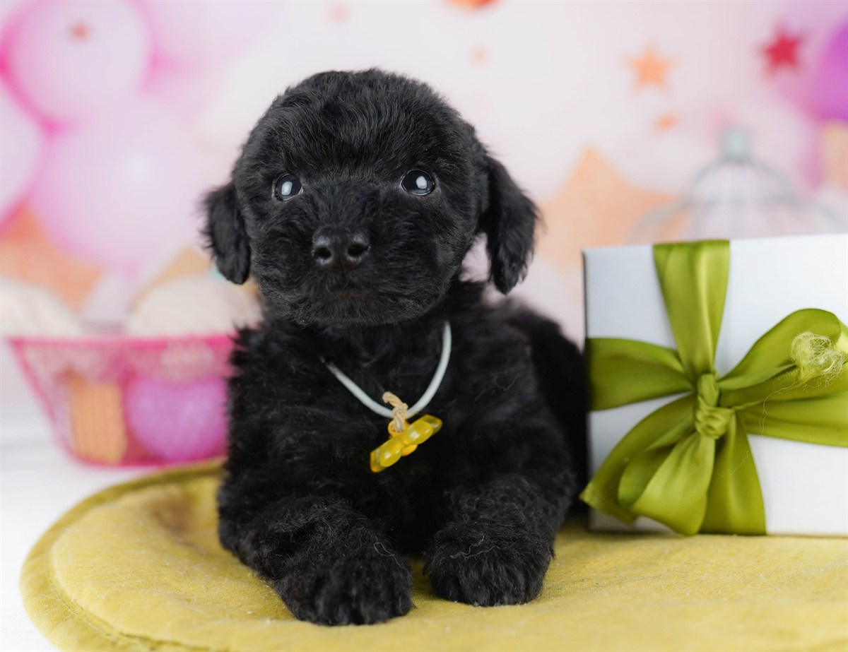 トイ・プードル | 男の子 | ブラック | 2026年2月11日