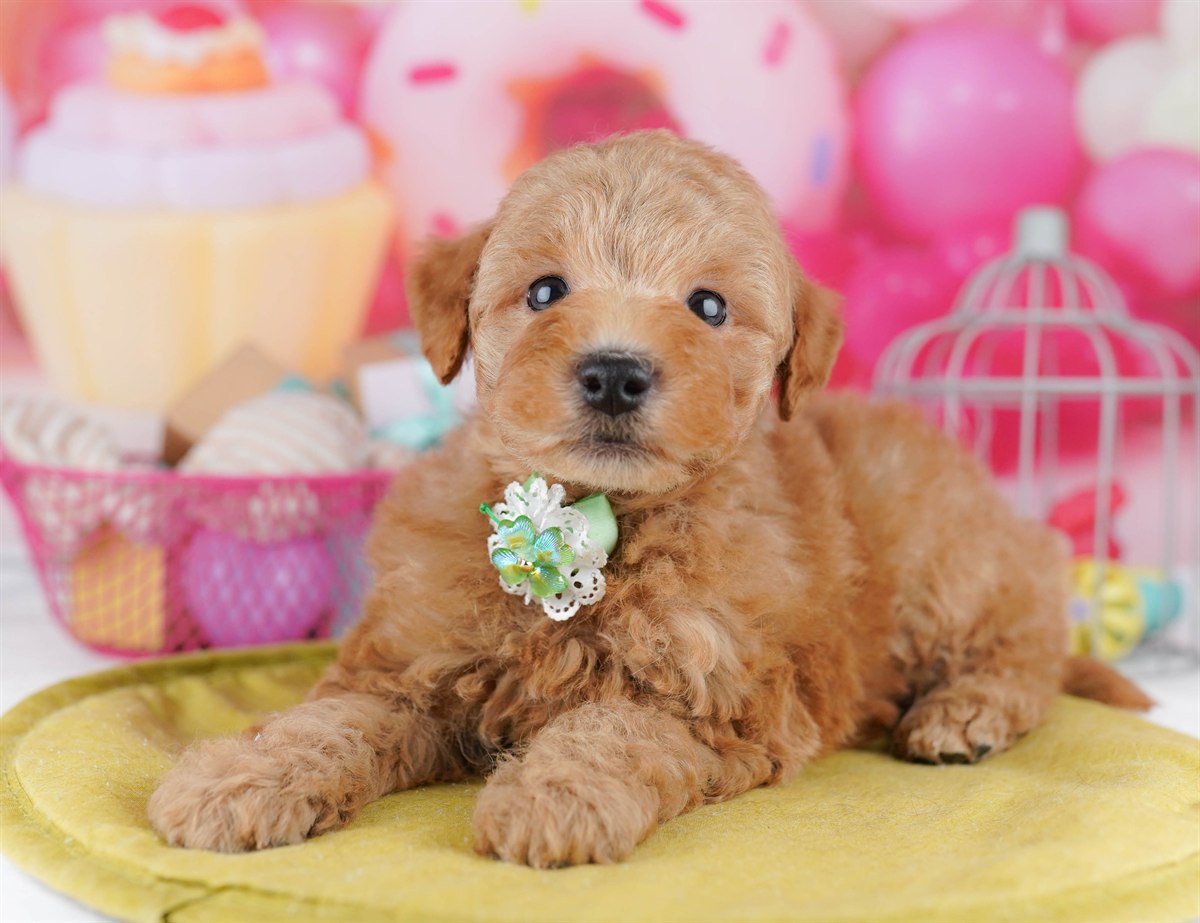 トイ・プードル | 男の子 | レッド | 2026年2月11日