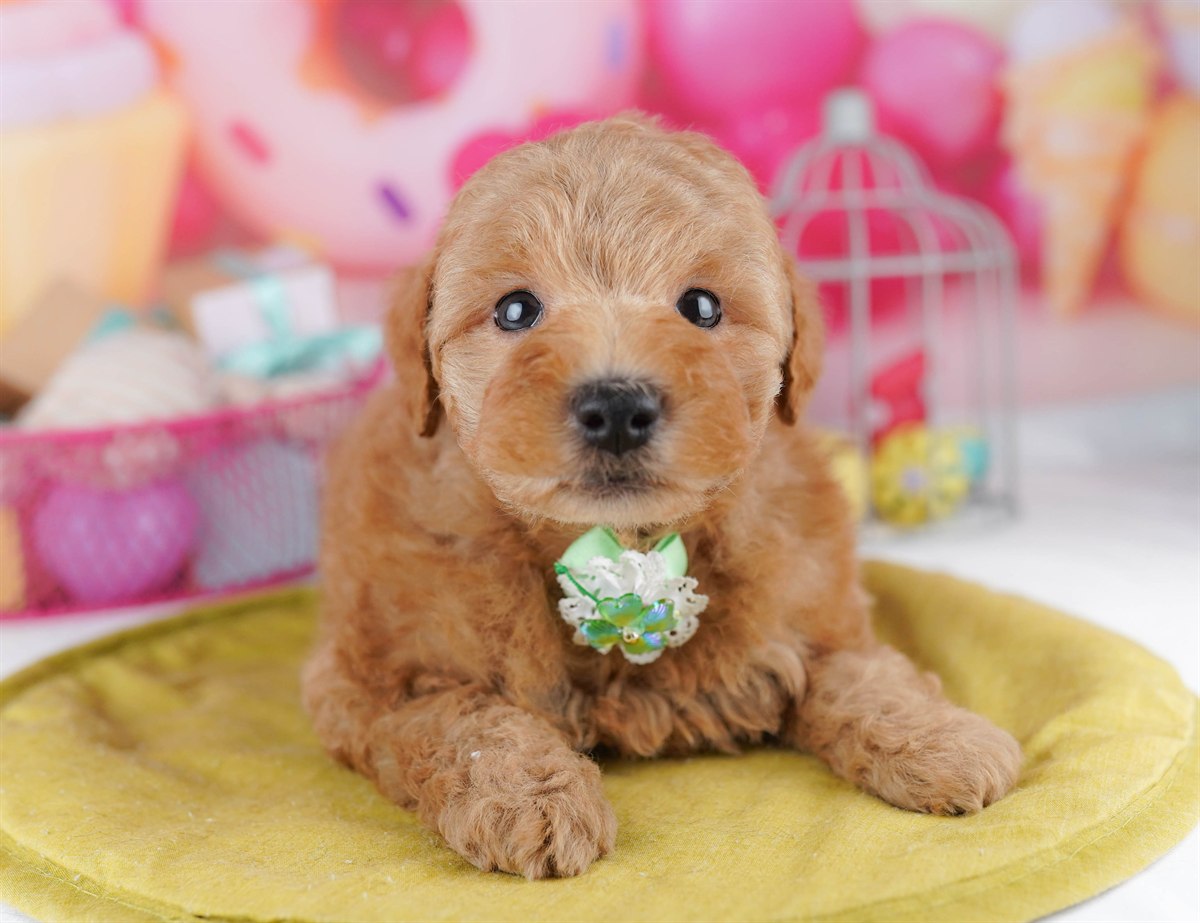 トイ・プードル | 男の子 | レッド | 2026年2月11日