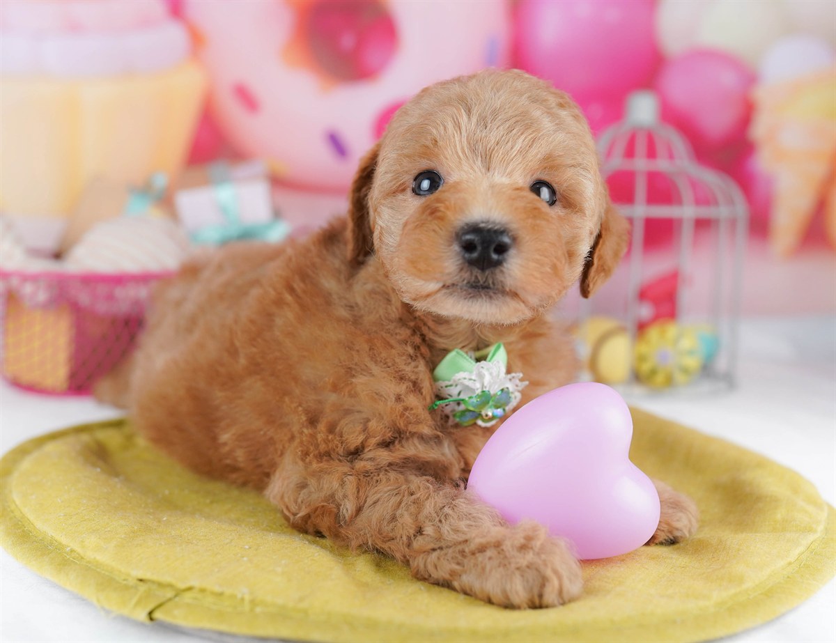 トイ・プードル | 男の子 | レッド | 2026年2月11日