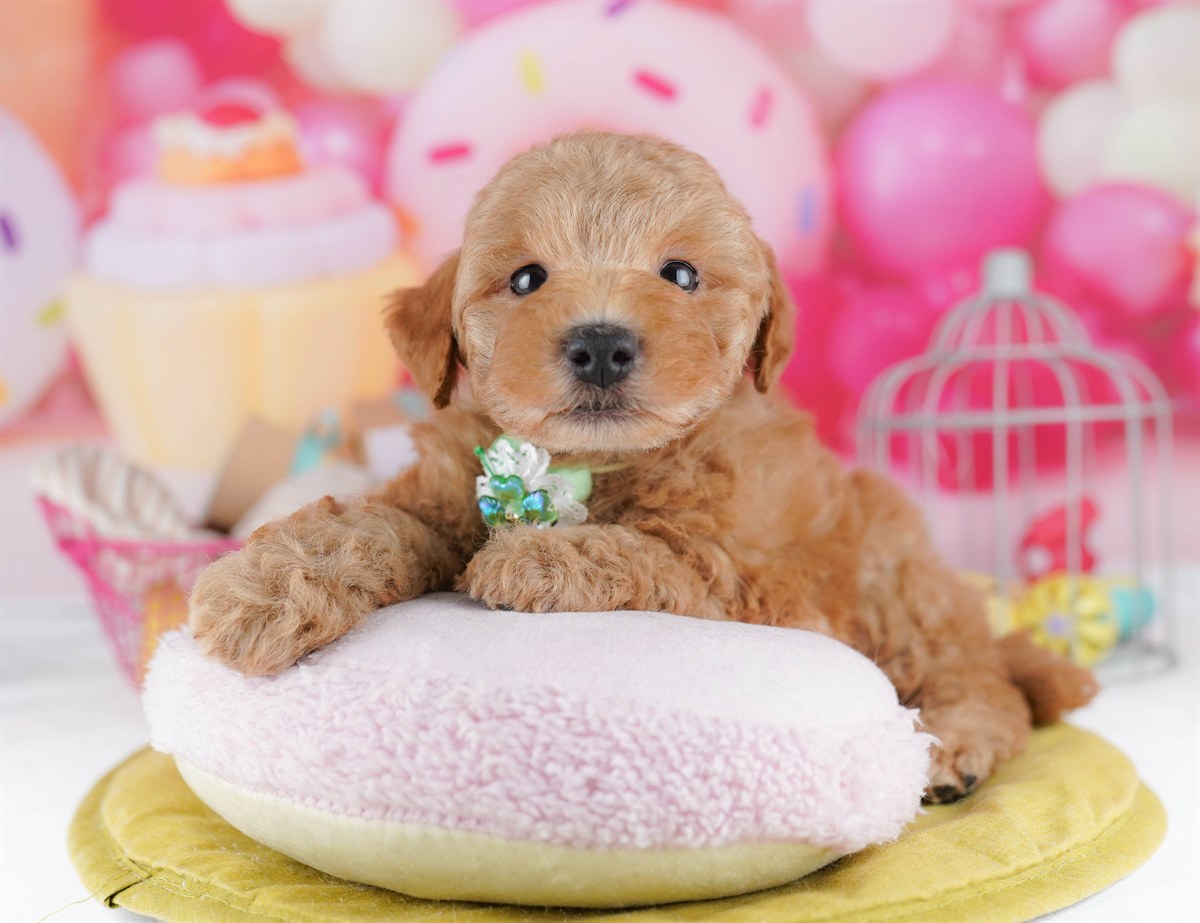 トイ・プードル | 男の子 | レッド | 2026年2月11日