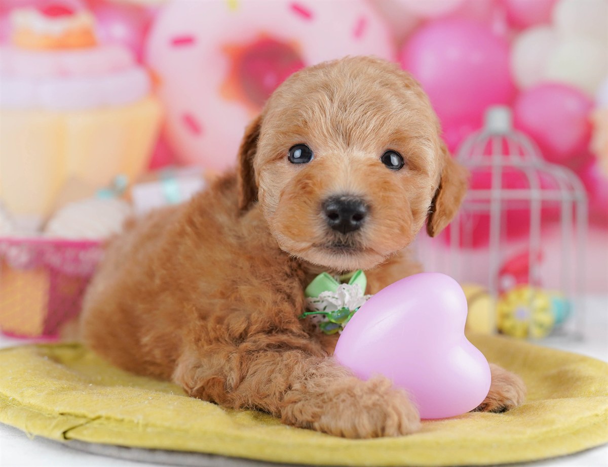 トイ・プードル | 男の子 | レッド | 2026年2月11日