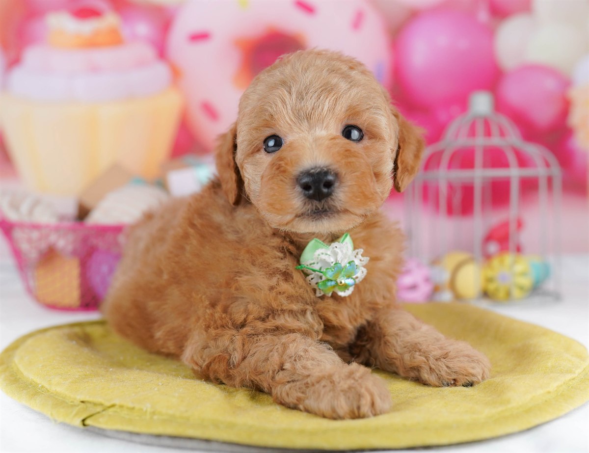 トイ・プードル | 男の子 | レッド | 2026年2月11日