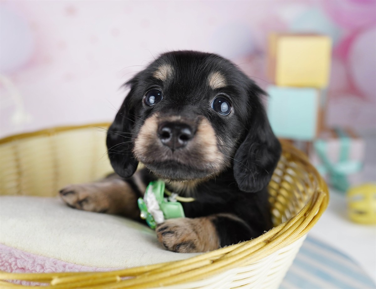 ミニチュア・ダックスフンド(ロング) | 女の子 | ブラック＆タン | 2026年2月11日