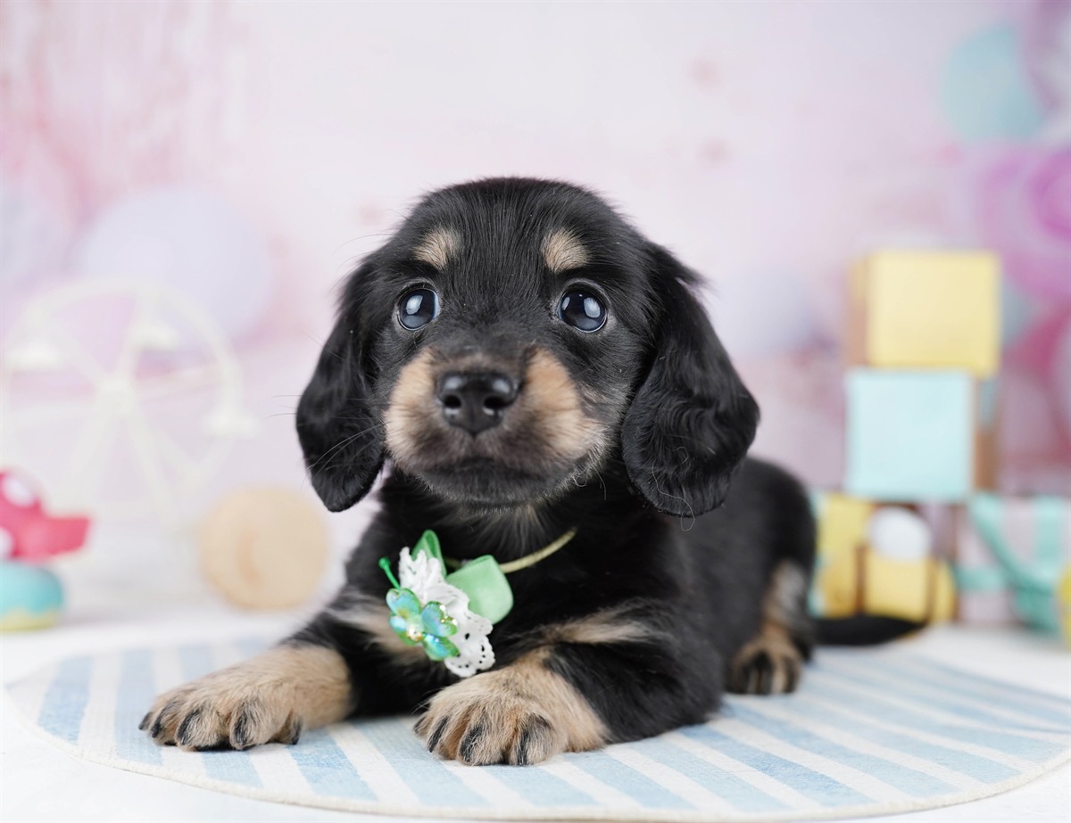 ミニチュア・ダックスフンド(ロング) | 女の子 | ブラック＆タン | 2026年2月11日