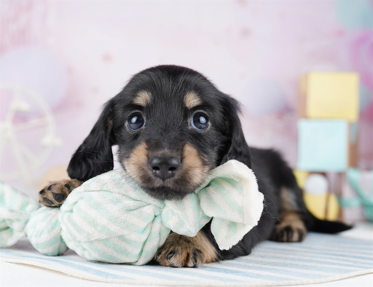 ミニチュア・ダックスフンド(ロング) | 女の子 | ブラック＆タン | 2026年2月11日