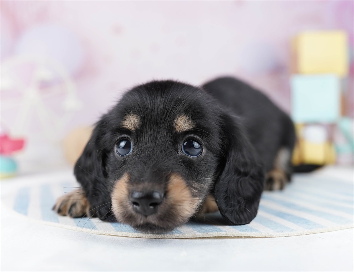 ミニチュア・ダックスフンド(ロング) | 女の子 | ブラック＆タン | 2026年2月11日