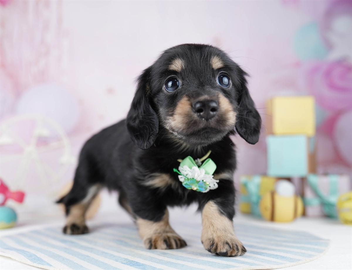 ミニチュア・ダックスフンド(ロング) | 女の子 | ブラック＆タン | 2026年2月11日