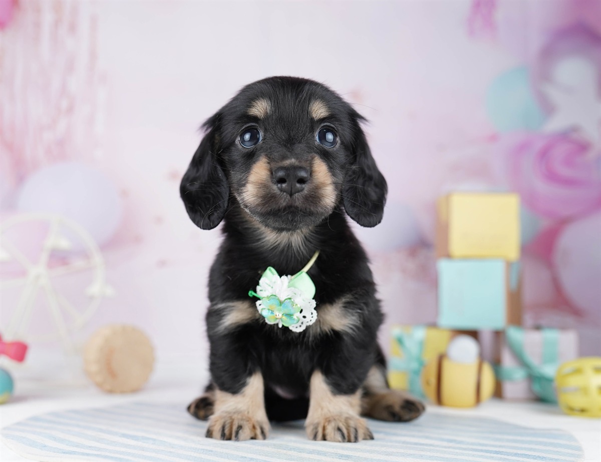 ミニチュア・ダックスフンド(ロング) | 女の子 | ブラック＆タン | 2026年2月11日