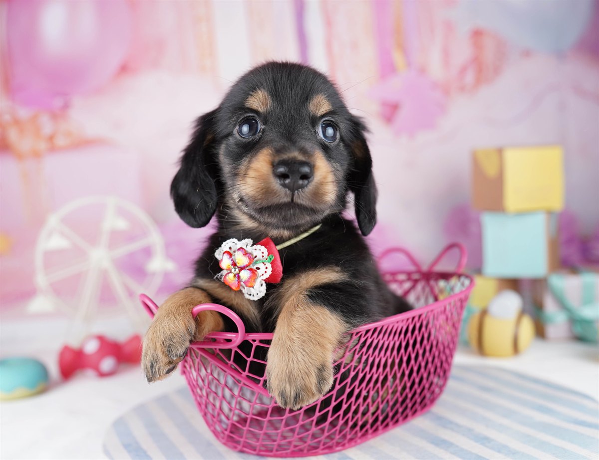 ミニチュア・ダックスフンド(ロング) | 男の子 | ブラック＆タン | 2026年2月11日