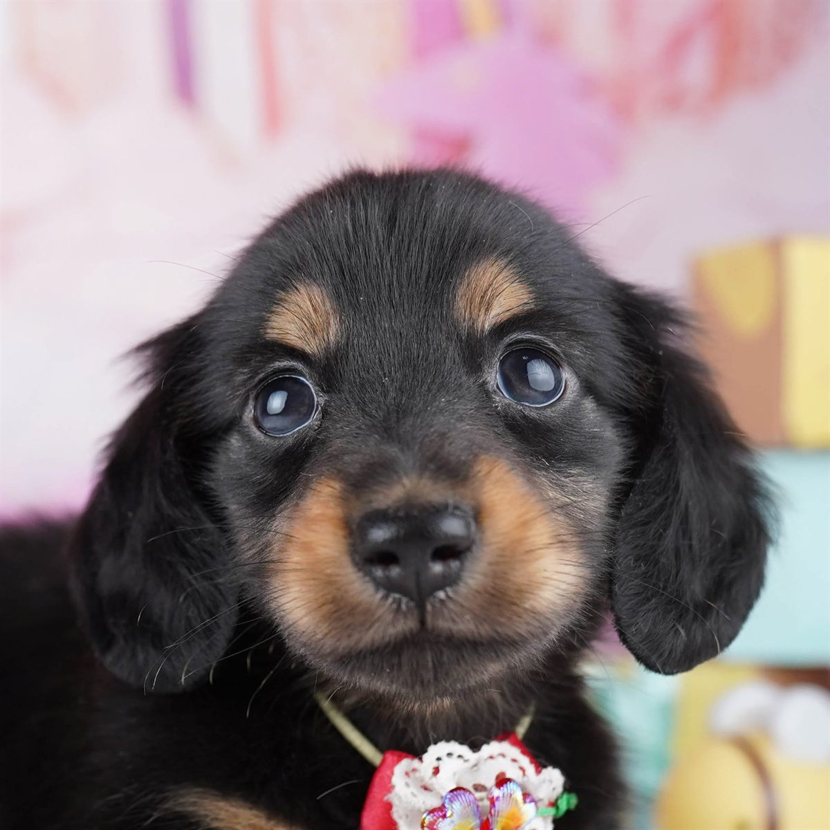 ミニチュア・ダックスフンド(ロング) | 男の子 | ブラック＆タン | 2026年2月11日（ID:dog-10007547）