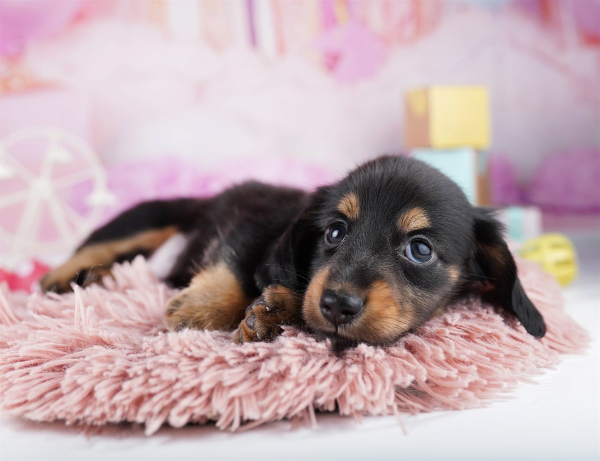 ミニチュア・ダックスフンド(ロング) | 男の子 | ブラック＆タン | 2026年2月11日