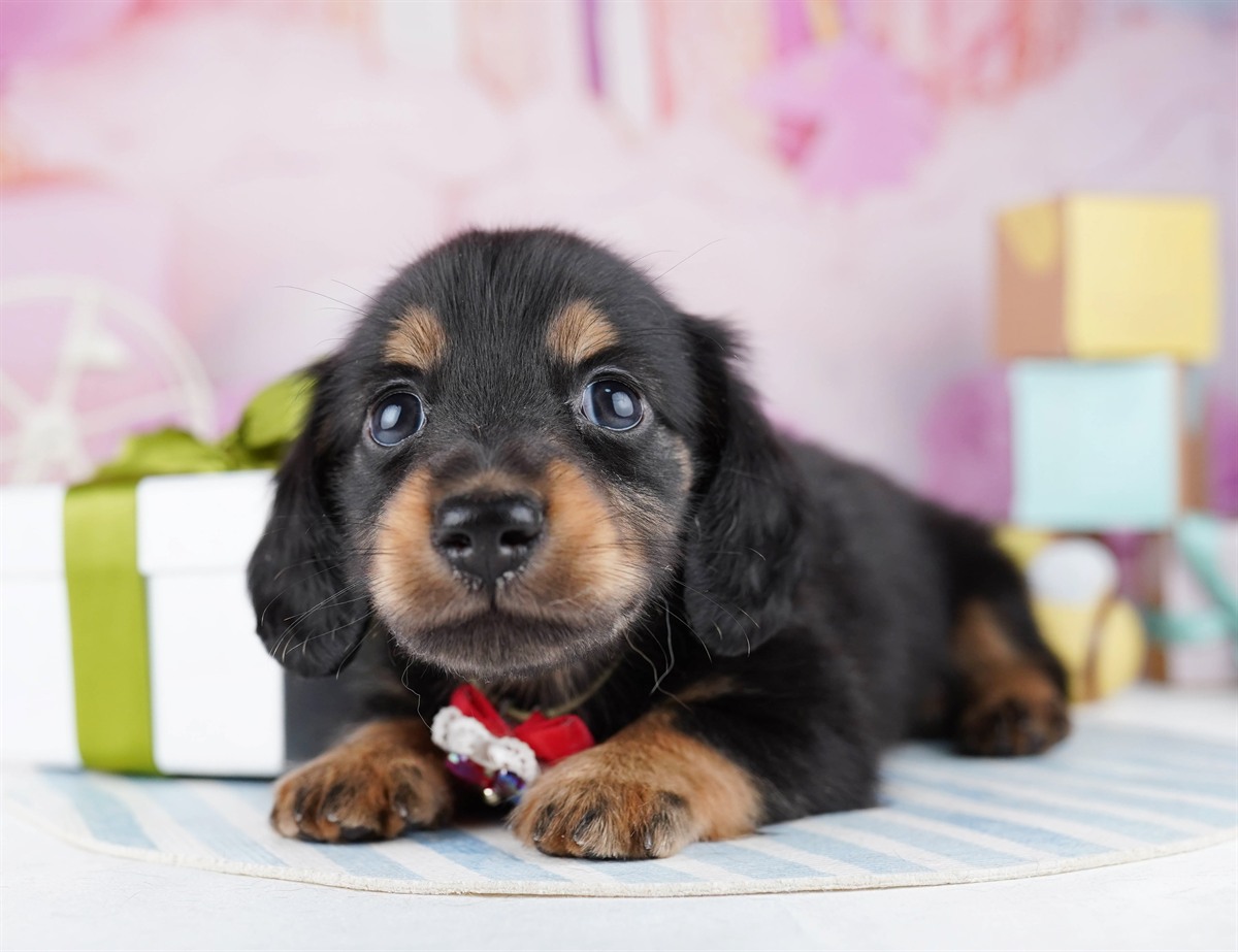 ミニチュア・ダックスフンド(ロング) | 男の子 | ブラック＆タン | 2026年2月11日