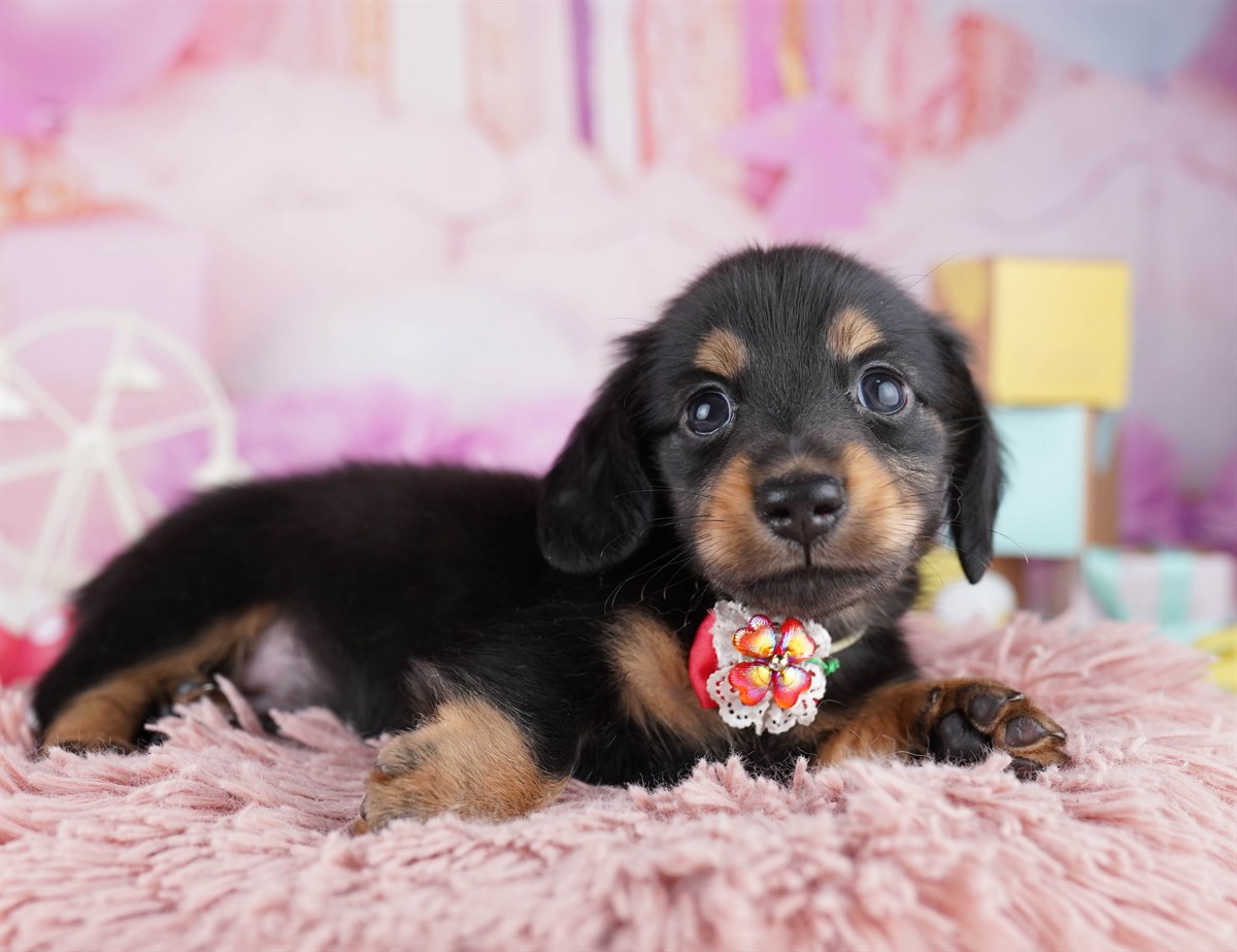 ミニチュア・ダックスフンド(ロング) | 男の子 | ブラック＆タン | 2026年2月11日