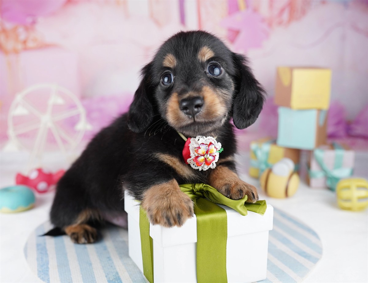 ミニチュア・ダックスフンド(ロング) | 男の子 | ブラック＆タン | 2026年2月11日