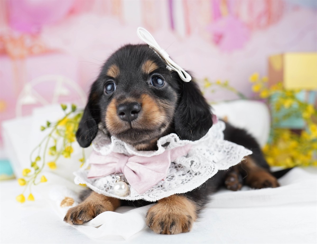 ミニチュア・ダックスフンド(ロング) | 男の子 | ブラック＆タン | 2026年2月11日