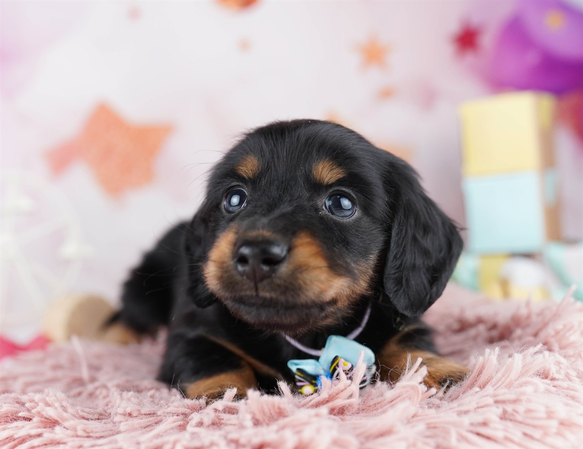 ミニチュア・ダックスフンド(ロング) | 男の子 | ブラック＆タン | 2026年2月11日