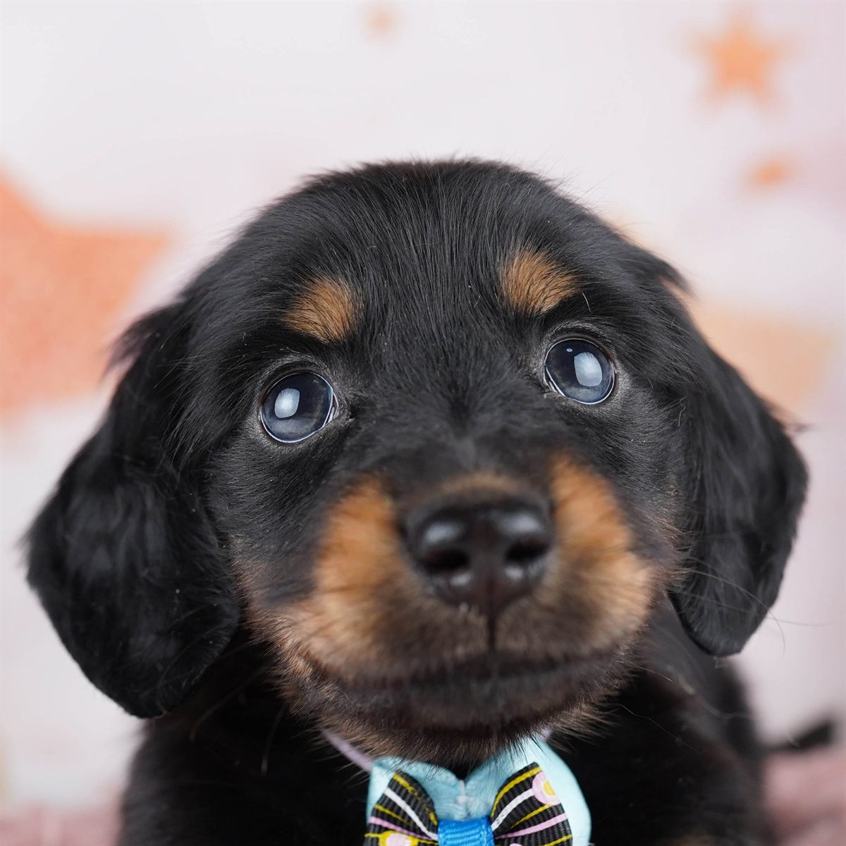 ミニチュア・ダックスフンド(ロング) | 男の子 | ブラック＆タン | 2026年2月11日（ID:dog-10007548）