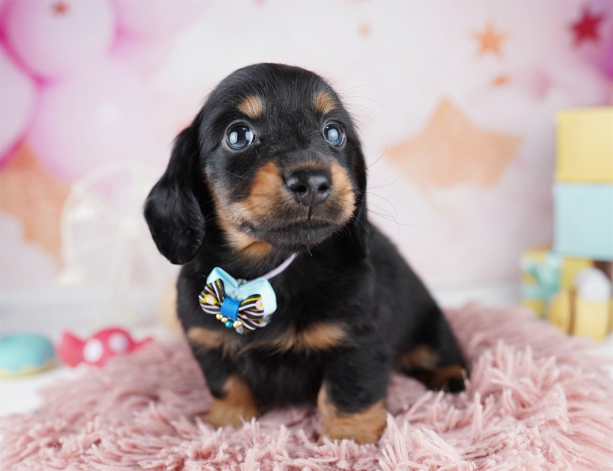 ミニチュア・ダックスフンド(ロング) | 男の子 | ブラック＆タン | 2026年2月11日