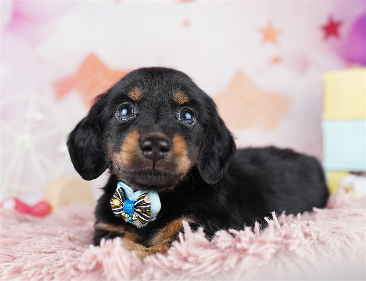 ミニチュア・ダックスフンド(ロング) | 男の子 | ブラック＆タン | 2026年2月11日