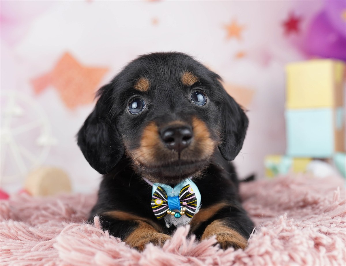 ミニチュア・ダックスフンド(ロング) | 男の子 | ブラック＆タン | 2026年2月11日