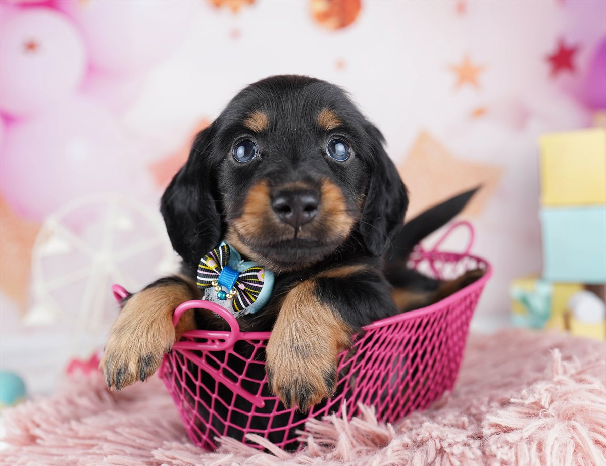 ミニチュア・ダックスフンド(ロング) | 男の子 | ブラック＆タン | 2026年2月11日
