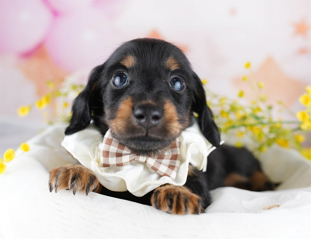 ミニチュア・ダックスフンド(ロング) | 男の子 | ブラック＆タン | 2026年2月11日