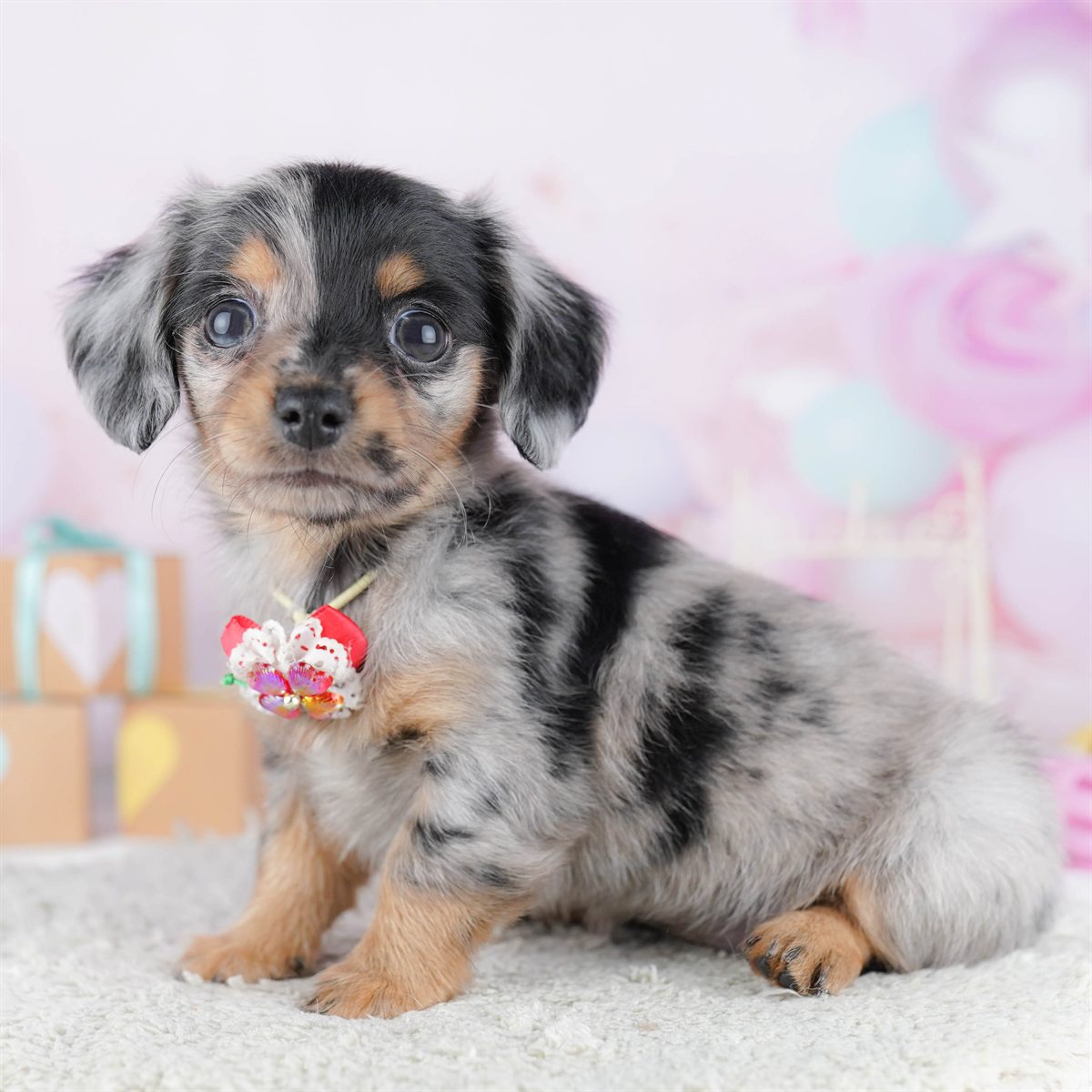 チワックス | 女の子 | シルバーダップル | 2026年2月13日（ID:dog-10007551）