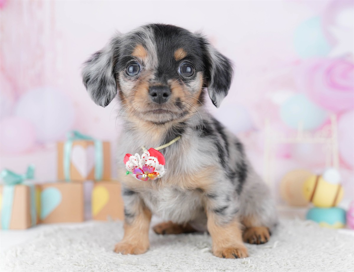 チワックス | 女の子 | シルバーダップル | 2026年2月13日（ID:dog-10007551）