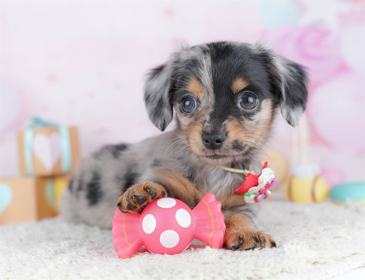 チワックス | 女の子 | シルバーダップル | 2026年2月13日（ID:dog-10007551）