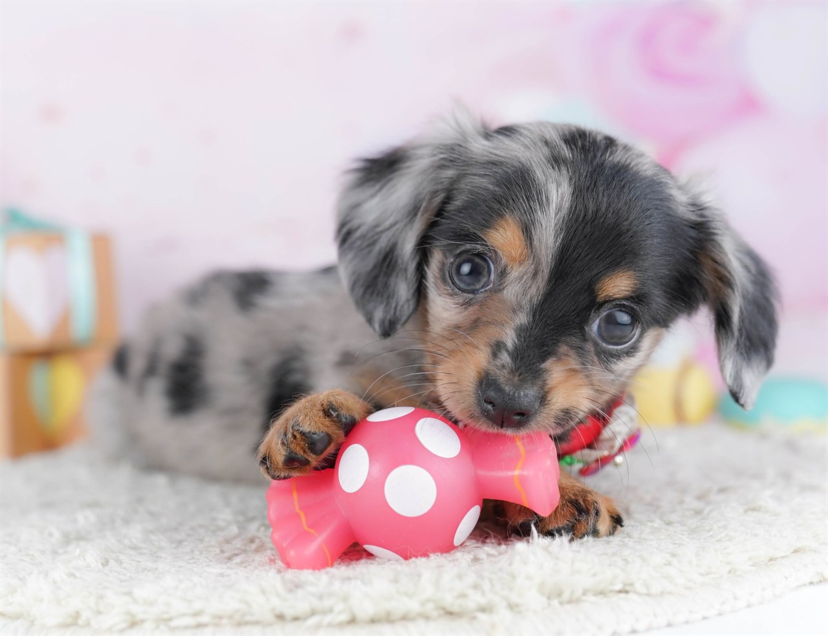 チワックス | 女の子 | シルバーダップル | 2026年2月13日（ID:dog-10007551）