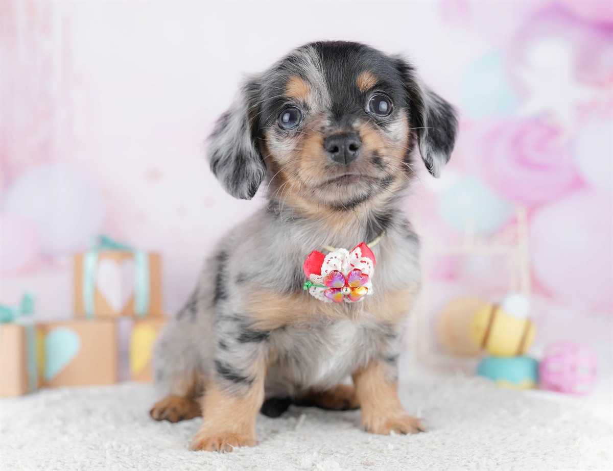 チワックス | 女の子 | シルバーダップル | 2026年2月13日（ID:dog-10007551）